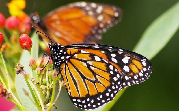 Borboleta